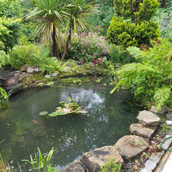 Pond Cleans - Ponds Northwest