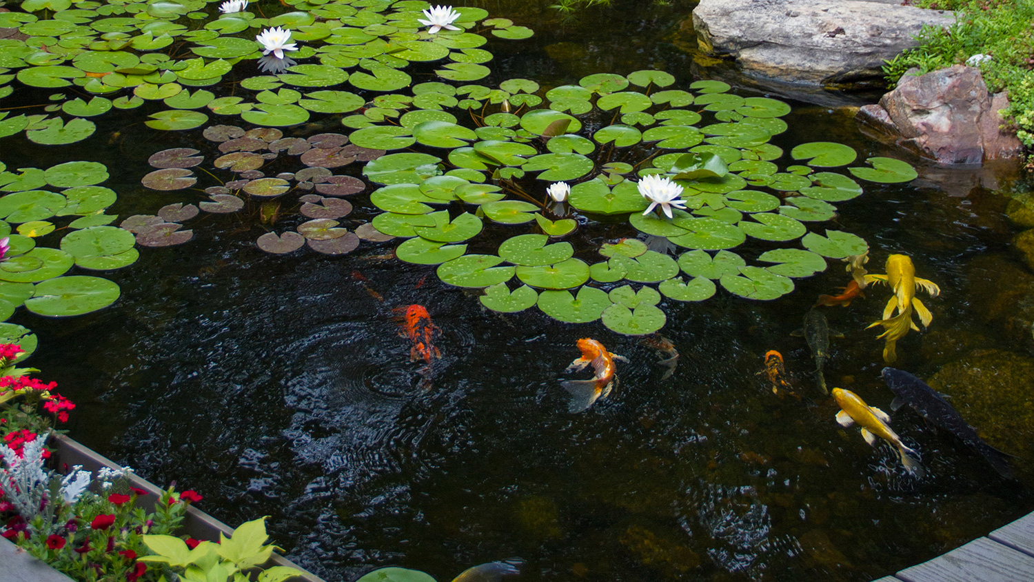 Natural Ponds