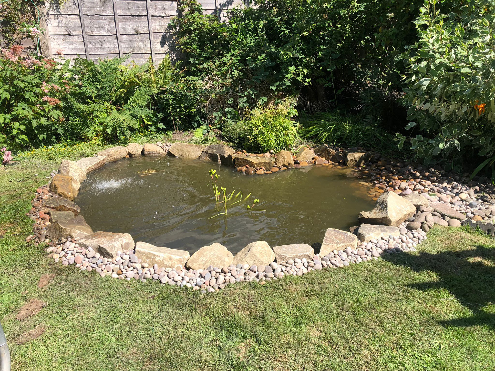 after pond restoration