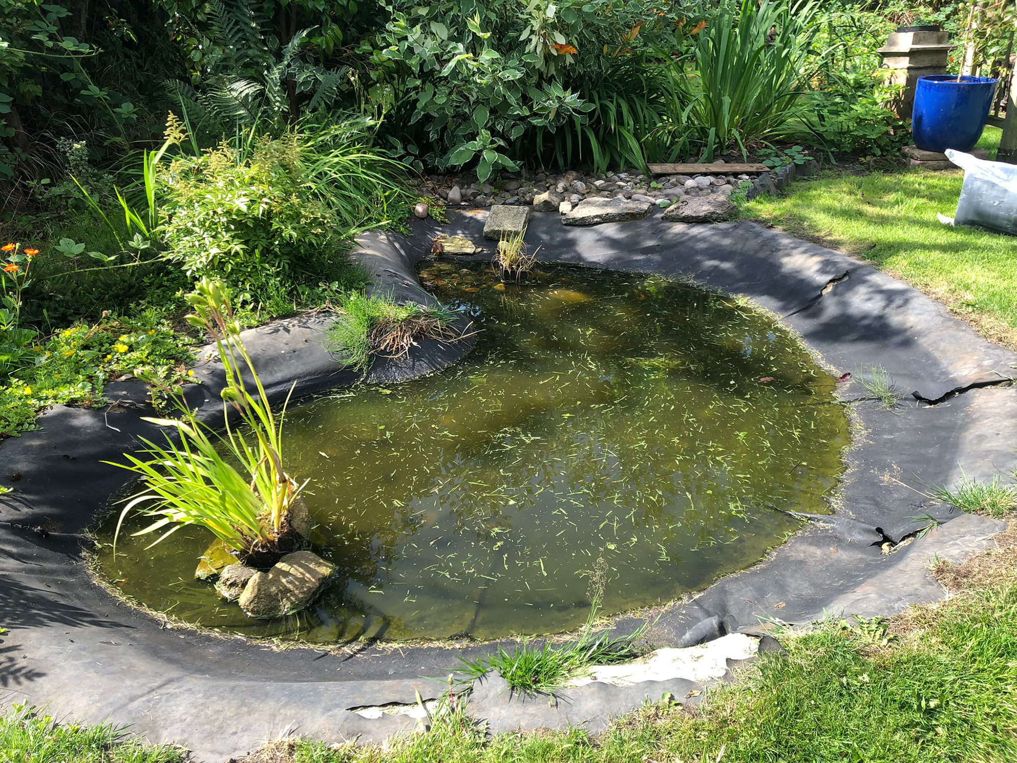 before pond restoration