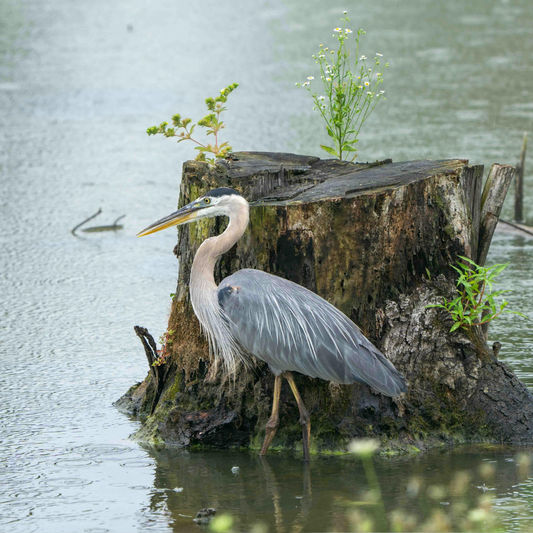 Pond Control with Herons