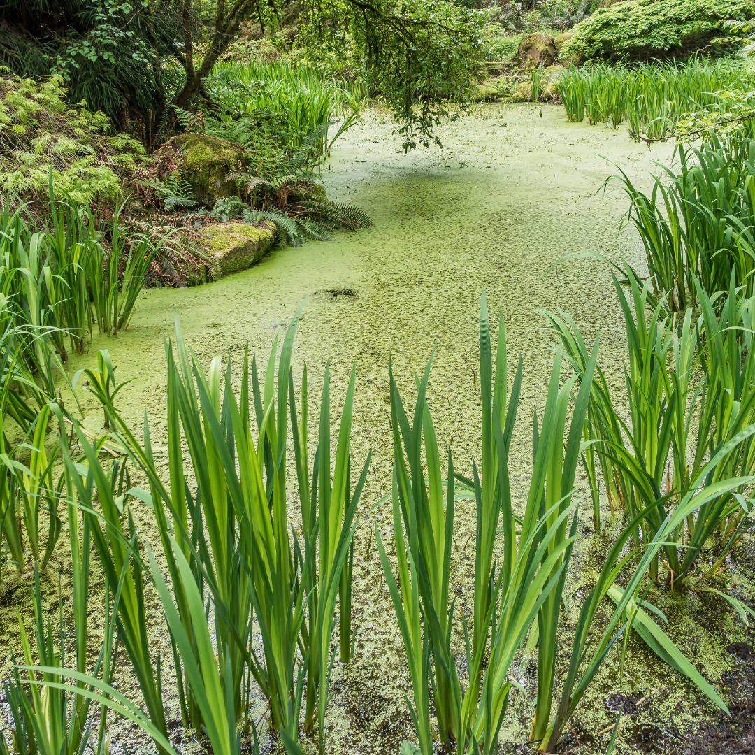 controlling pond algae and pests