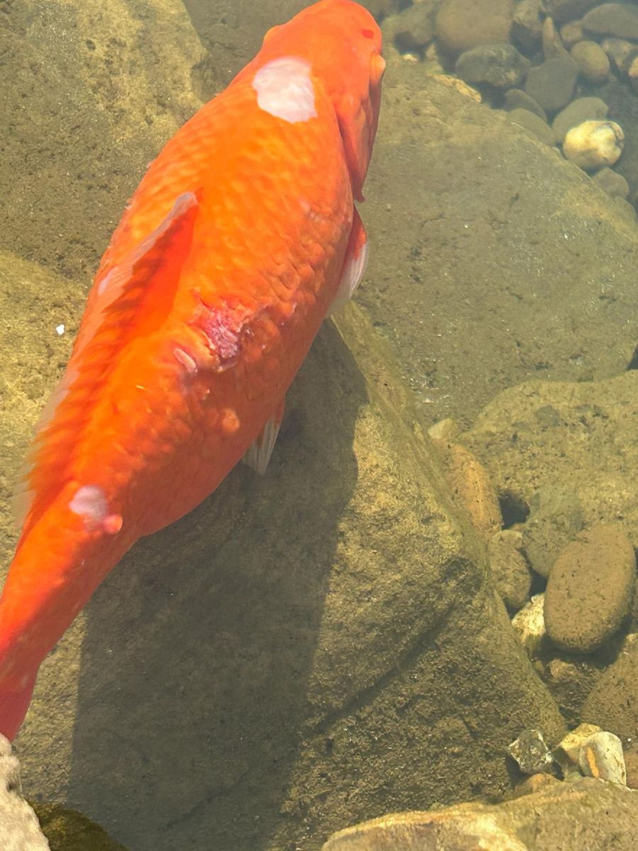 carp pox on goldfish