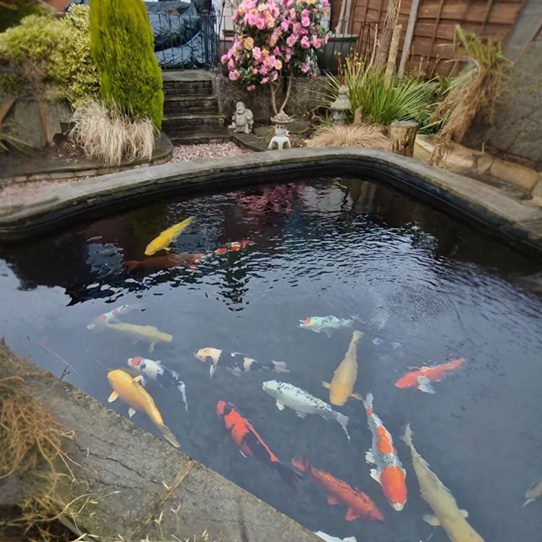 koi pond ramsbottom