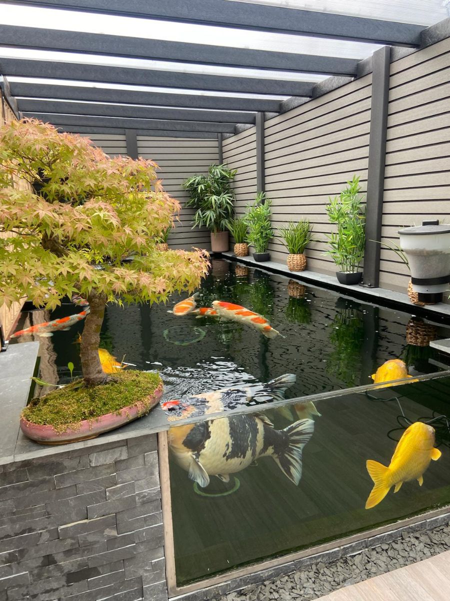 koi pond shrewsbury